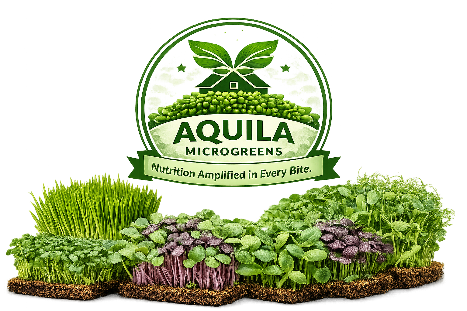 Aquila Microgreens